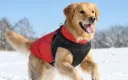 Winterhundemantel mit Fleece, reflektierend, wasserdicht, verstellbar – Grösse S - XL
