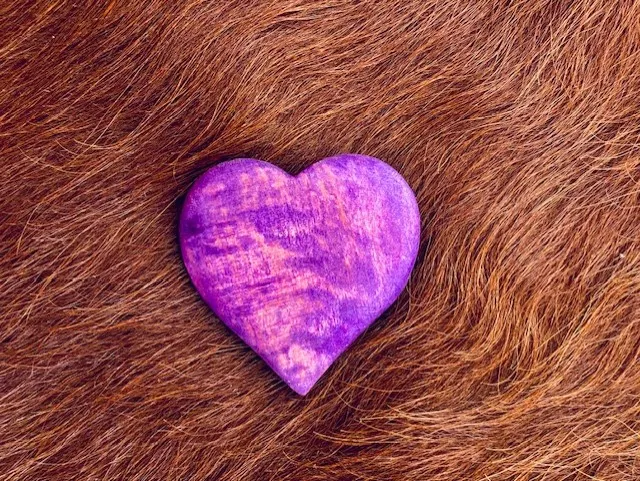 [170026] Dekomagnet "Herz violett" aus Maserbirke handgefertigt – einzigartiges finnisches Holzunikat